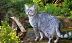Egyptský mau (fotografie): pravá kočka exotika